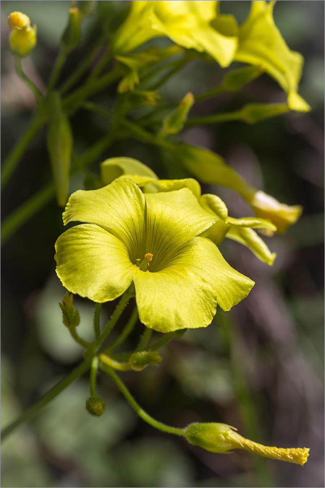 Image of Oxalis pes-caprae specimen.