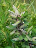 Chamaecytisus ruthenicus