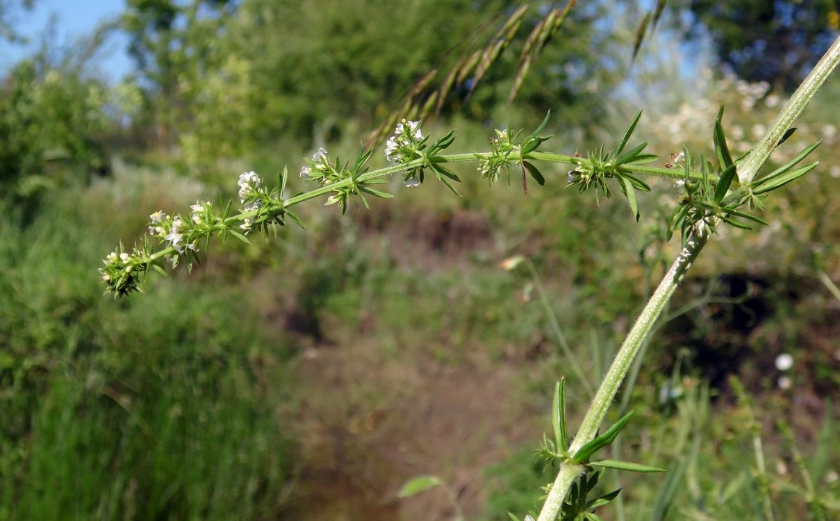 Изображение особи Galium humifusum.