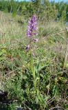 Polygala cretacea
