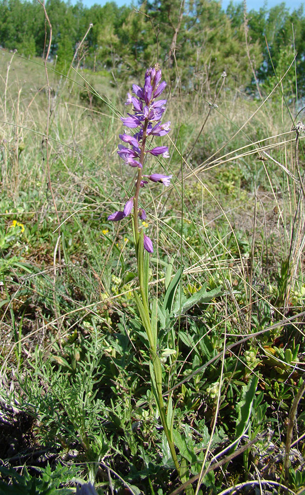 Изображение особи Polygala cretacea.