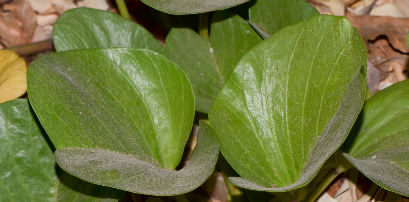 Image of Ipomoea pes-caprae specimen.