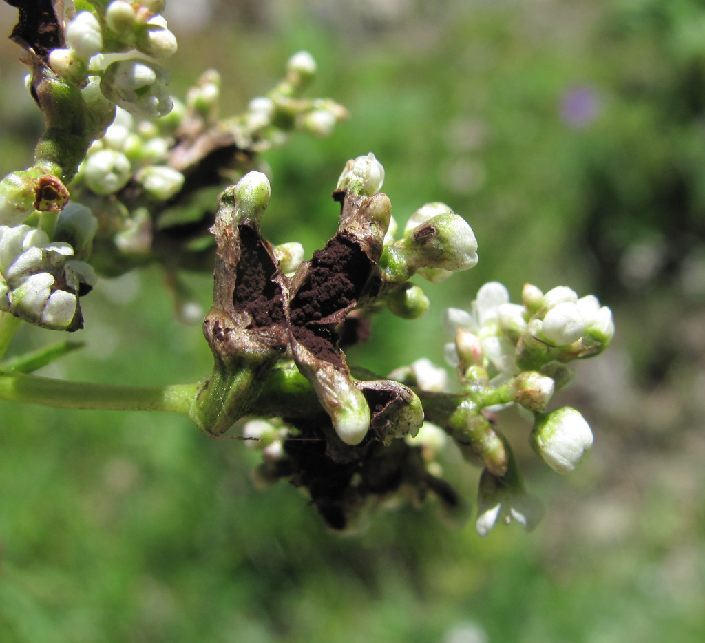 Изображение особи Aconogonon panjutinii.