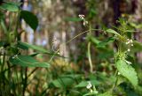 Fallopia convolvulus