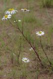 Tripleurospermum subpolare