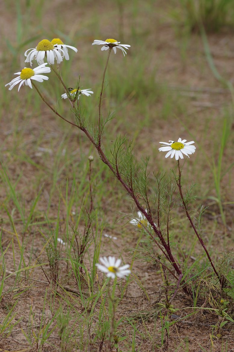 Image of Tripleurospermum subpolare specimen.