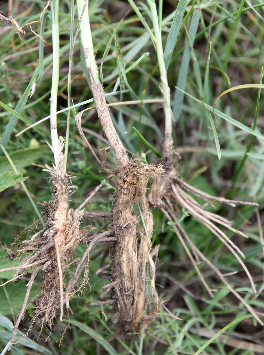 Image of Allium ramosum specimen.