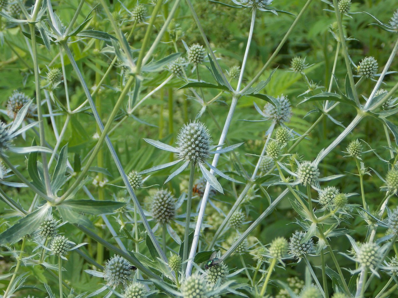 Изображение особи Eryngium planum.