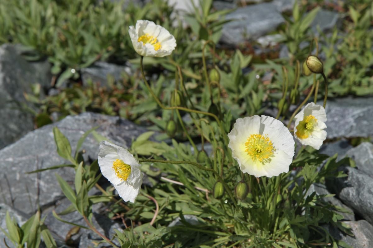 Изображение особи род Papaver.