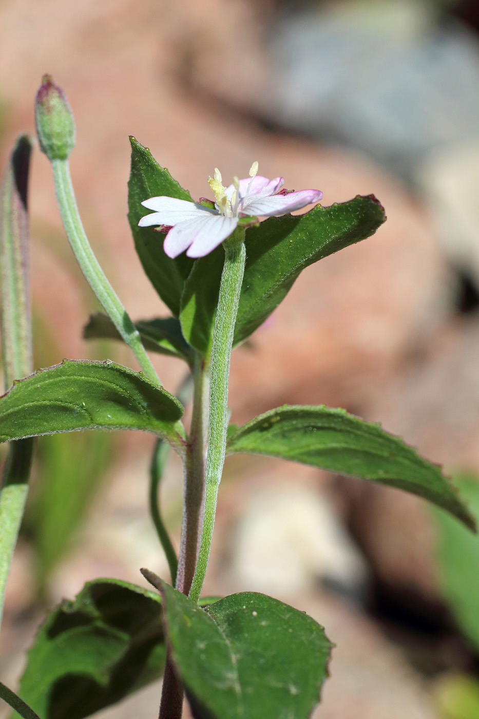 Image of Epilobium cylindricum specimen.