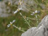 Chrysanthemum maximowiczii. Верхушка цветущего растения. Приморье, окр. г. Находка, бухта Лашкевича, гора Сестра, мыс Сестринский, на скалах мыса. 29.09.2016.