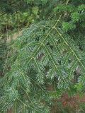 Abies nordmanniana