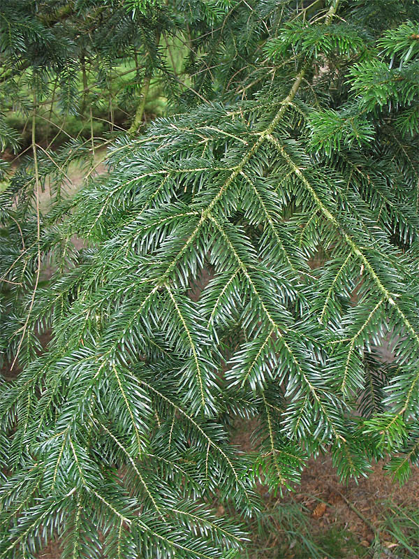 Image of Abies nordmanniana specimen.