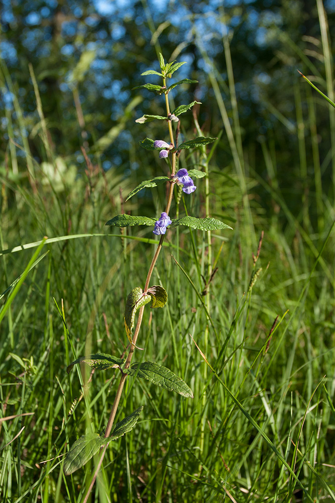 Изображение особи Scutellaria galericulata.