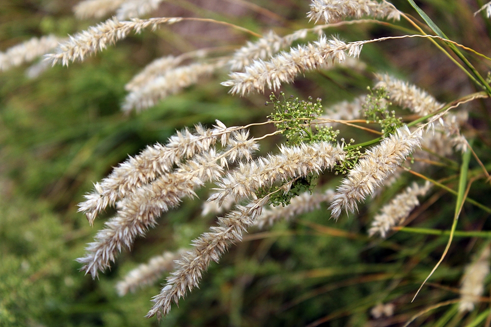 Image of Melica transsilvanica specimen.