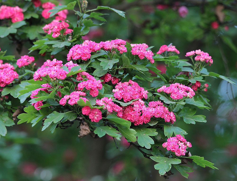 Image of Crataegus &times; media specimen.