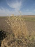 Agropyron desertorum