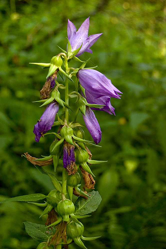 Image of Campanula latifolia specimen.