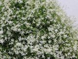 Clematis mandshurica. Верхушка цветущего растения. Республика Татарстан, Зеленодольский р-н, Раифский Богородицкий монастырь, в культуре. 19.06.2015.