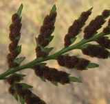 Asplenium adiantum-nigrum