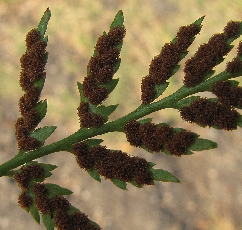 Изображение особи Asplenium adiantum-nigrum.