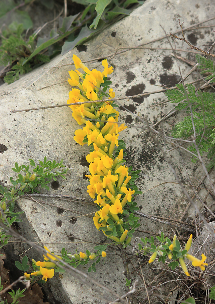 Изображение особи Chamaecytisus wulffii.