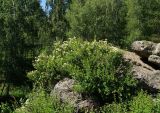 Spiraea trilobata. Цветущие и вегетирующие растения на скале. Восточный Казахстан, Кокпектинский р-н, 25 км в горы от с. Пантелеймоновка, 1000 м н.у.м., сопка. 16.06.2016.