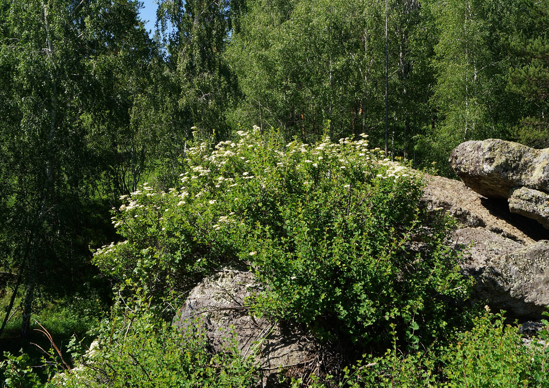 Изображение особи Spiraea trilobata.