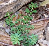 Galium aparine