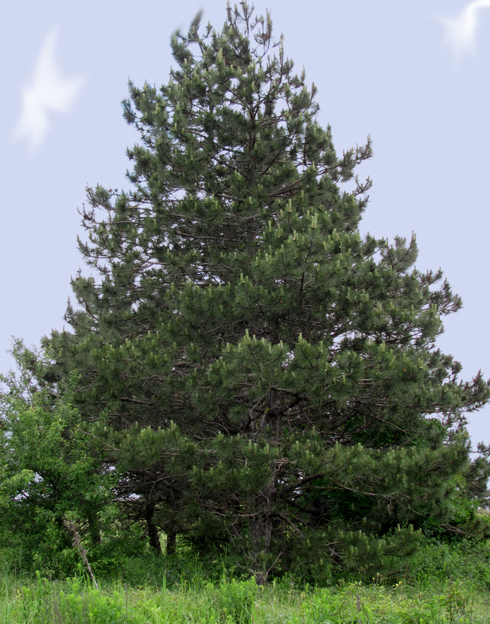 Изображение особи Pinus pallasiana.