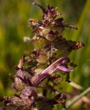 Pedicularis karoi