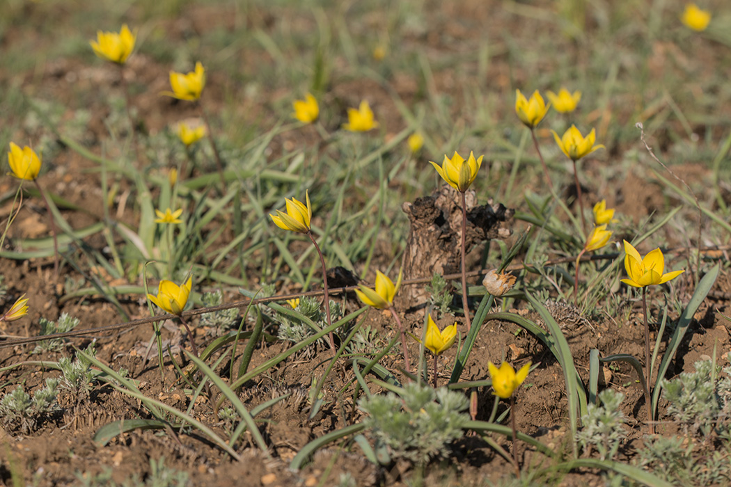 Изображение особи Tulipa scythica.