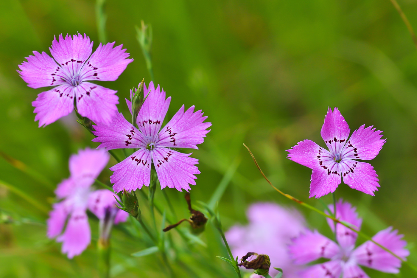 Изображение особи Dianthus fischeri.