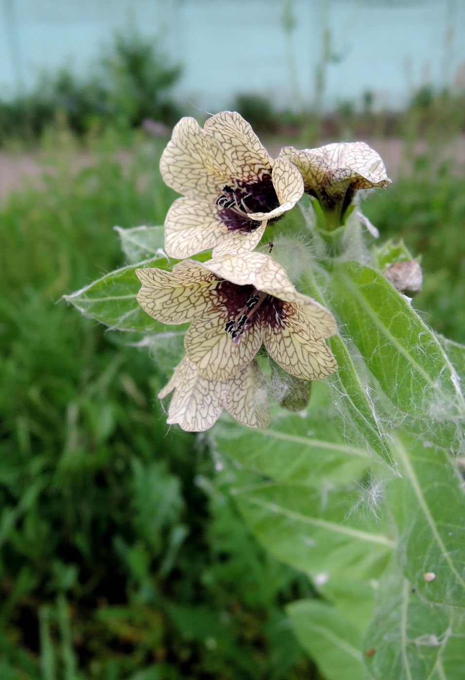 Изображение особи Hyoscyamus niger.