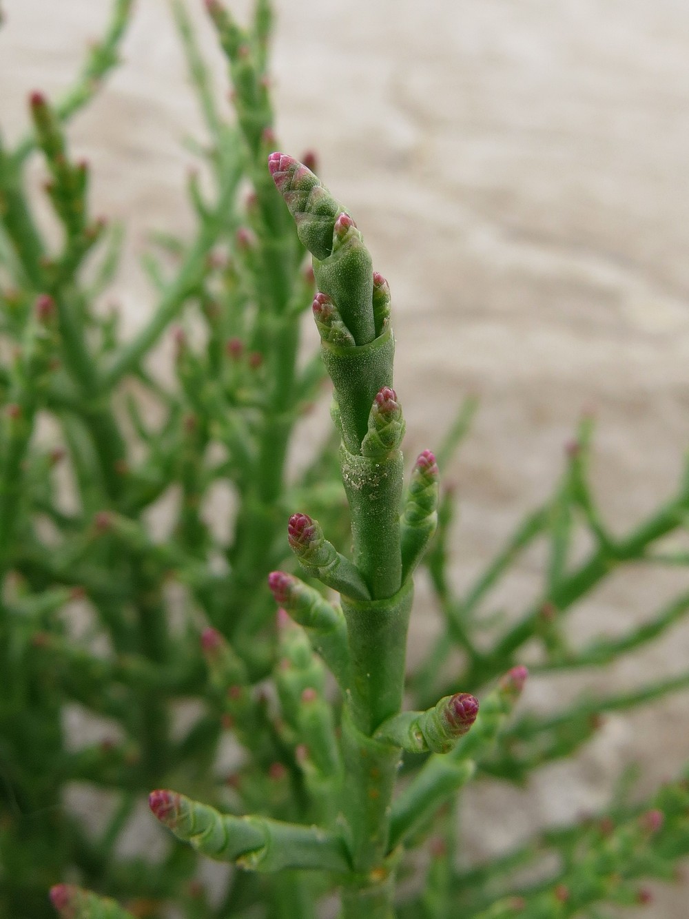 Изображение особи Salicornia perennans.