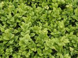 Buxus sempervirens. Побеги. Польша, Подляское воеводство, окр. Нарвянского национального парка. 25.06.2009.