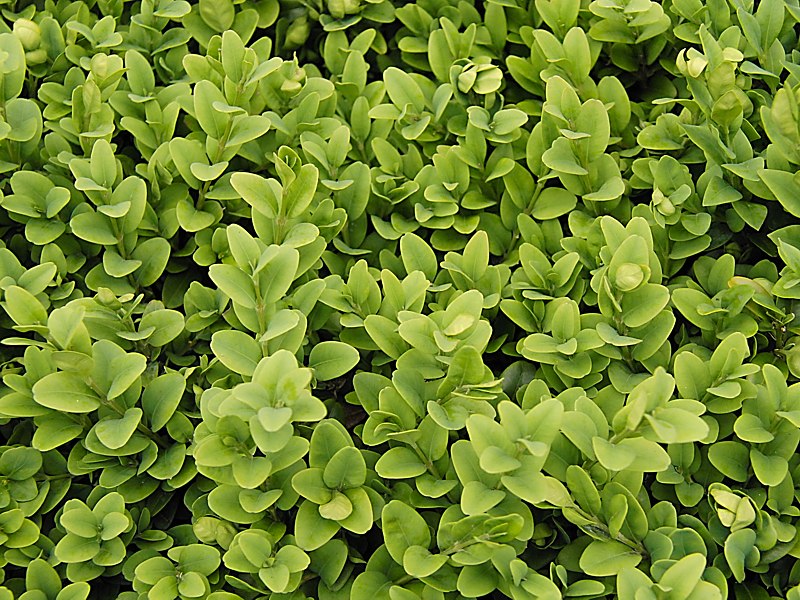 Изображение особи Buxus sempervirens.