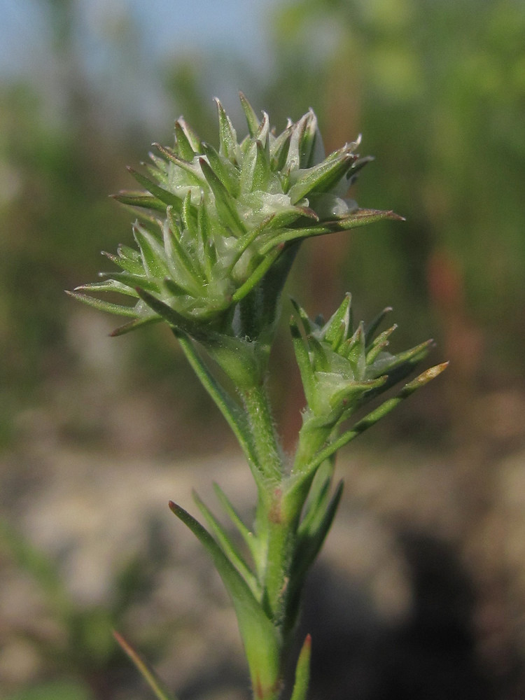 Image of Queria hispanica specimen.