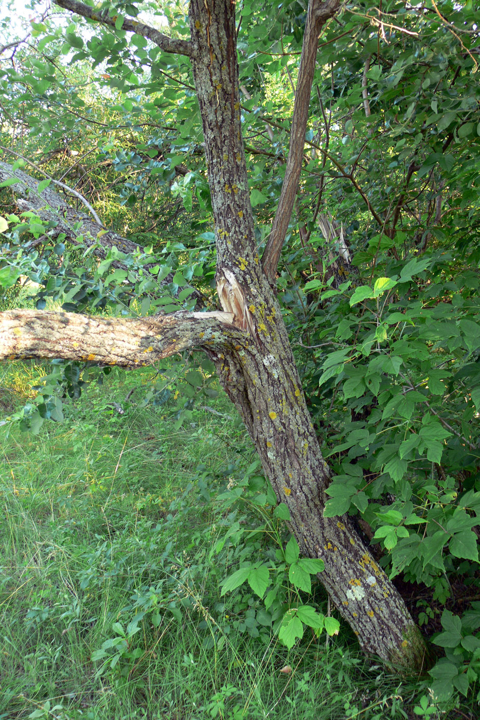 Image of Salix caprea specimen.