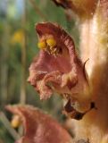 Orobanche rapum-genistae