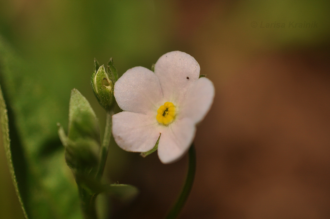 Image of Trigonotis radicans specimen.