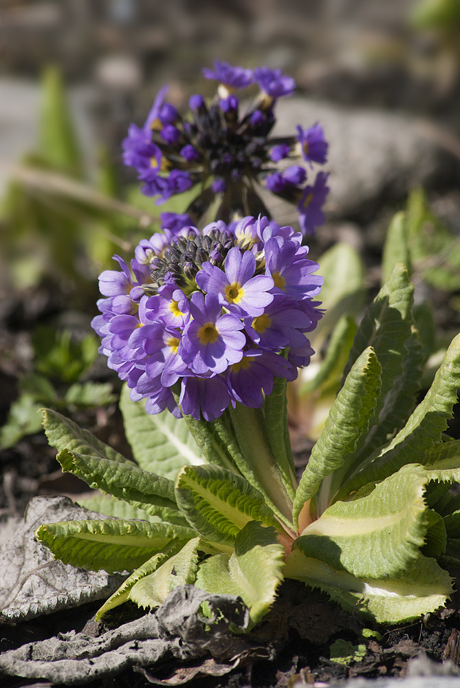 Image of Primula denticulata specimen.