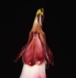 Strophanthus gratus