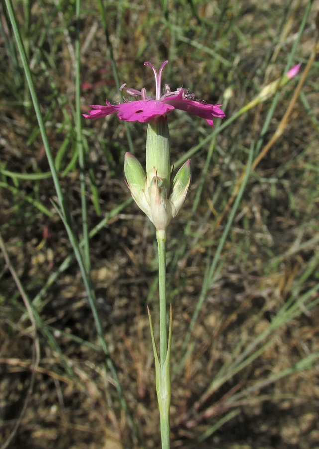 Изображение особи Dianthus polymorphus.