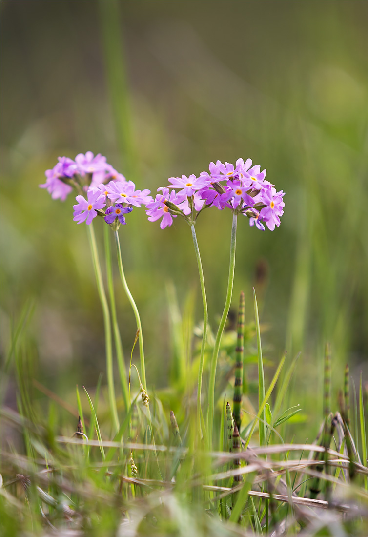 Изображение особи Primula farinosa.