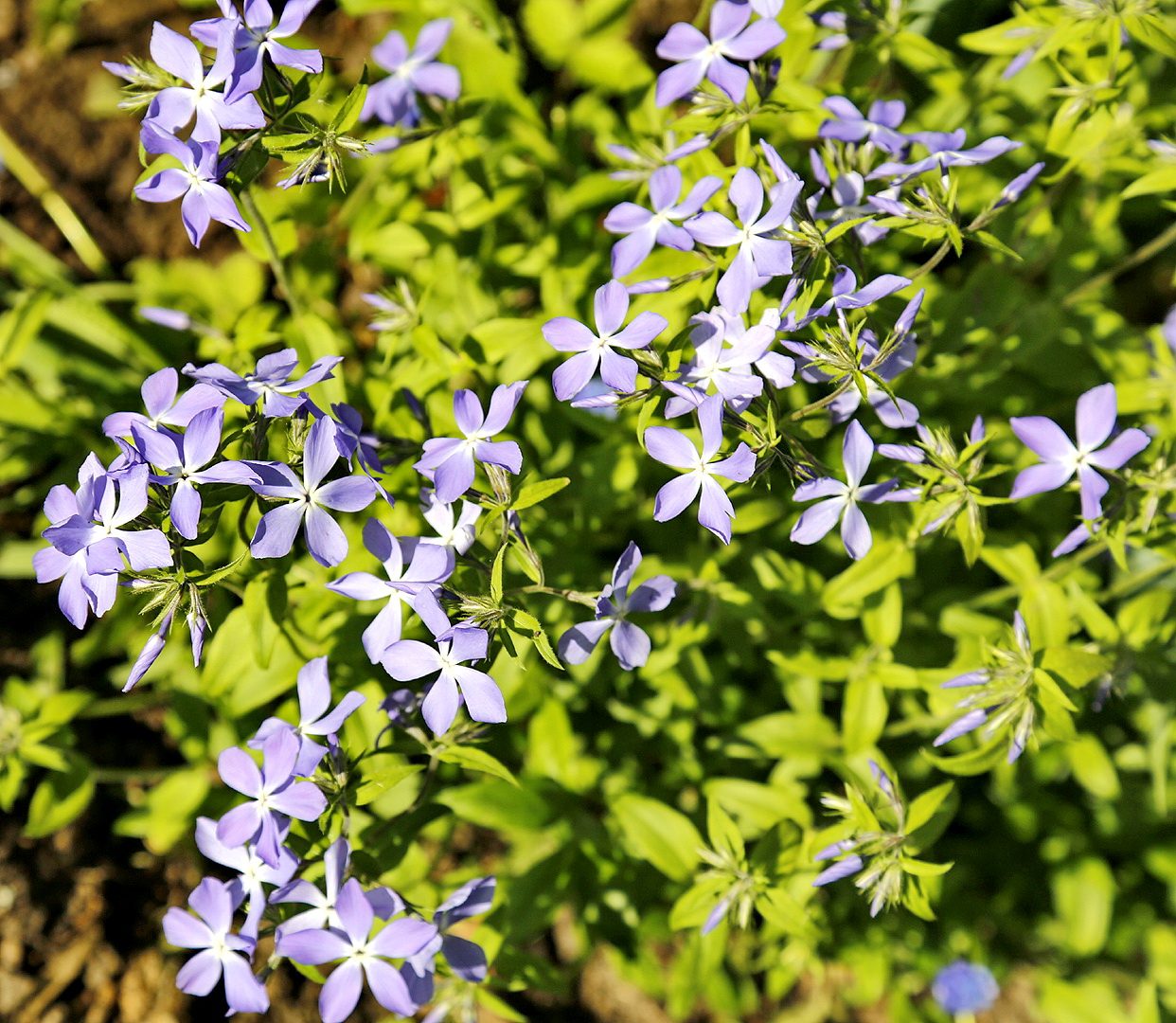 Изображение особи Phlox divaricata.