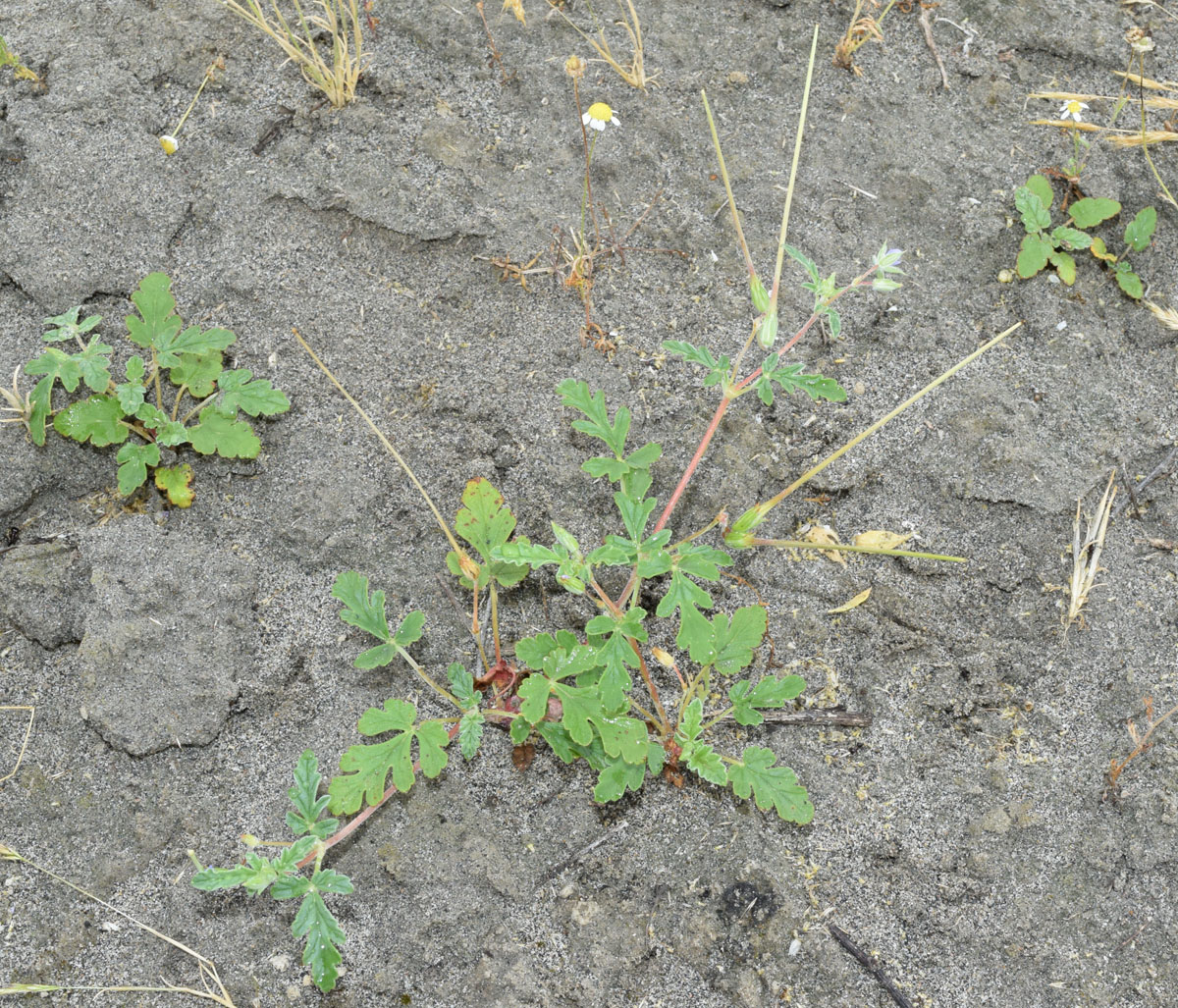 Image of Erodium oxyrhynchum specimen.