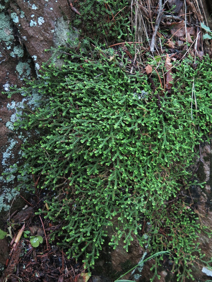 Изображение особи Selaginella rossii.