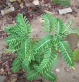 genus Phyllanthus