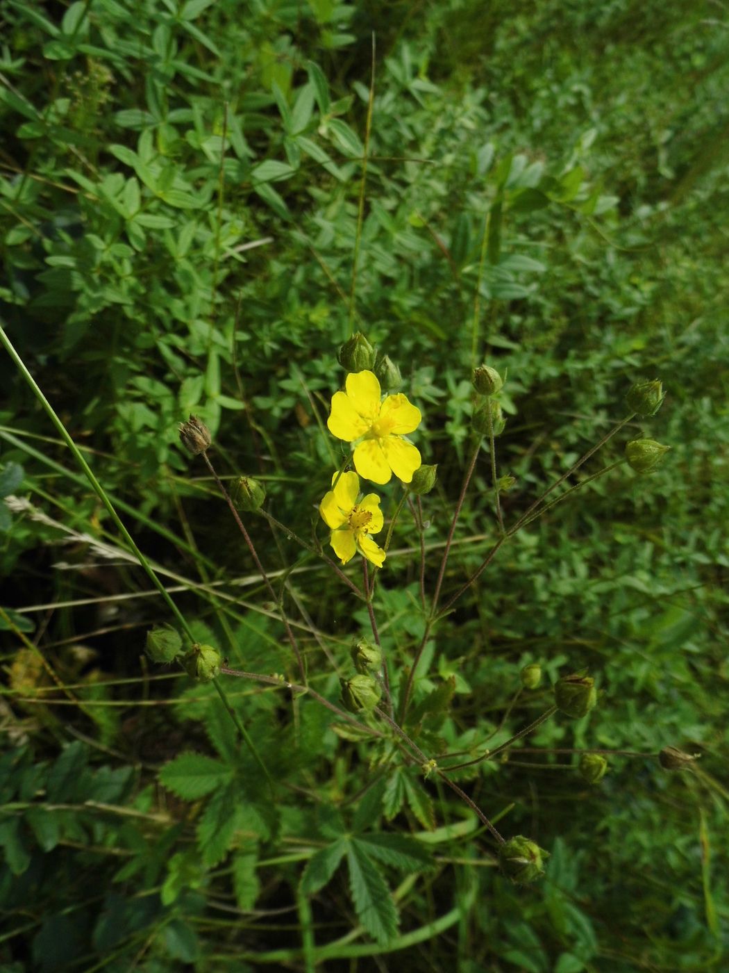 Image of Potentilla chrysantha specimen.